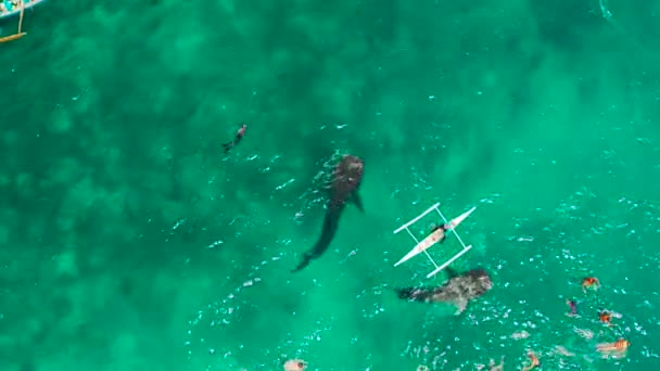Место Сноркеля Подводного Плавания Наблюдение Китовой Акулой Вид Сверху Ослоб — стоковое видео