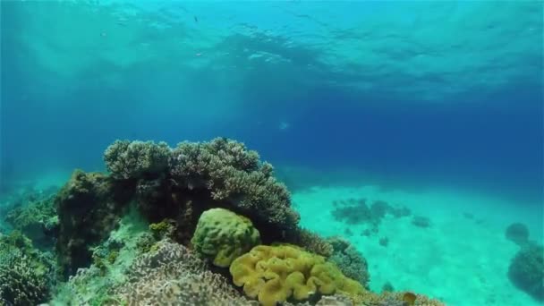 Tropical Blue Water Barevné Ryby Tropické Podmořské Ryby Filipíny — Stock video