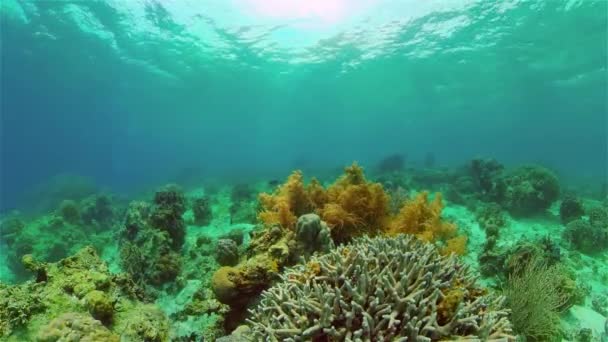 Víz Alatti Halzátony Tengerészgyalogos Trópusi Színes Víz Alatti Tengerfenék Korallzátonnyal — Stock videók
