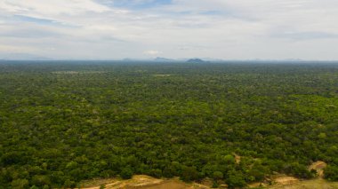 Green forest and tropical vegetation on the plain in the national park. Sri Lanka.
