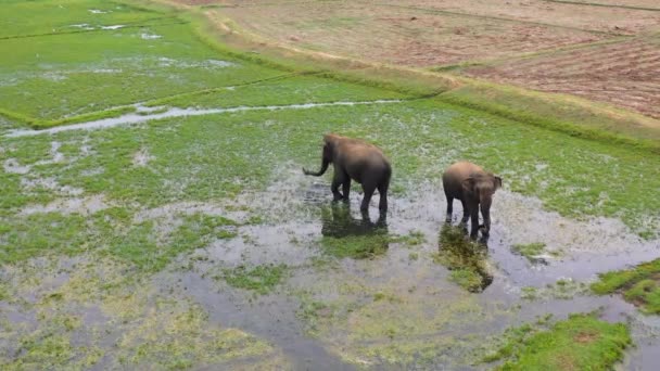 Aerial View Elephants Flooded Fields Feed Lush Grass Arugam Bay — 비디오