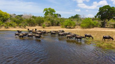 Aerial view of Herd of water buffaloes in the reserve. Kumana National Park. Sri Lanka.