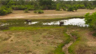 Aerial view of buffalo in the national park of Sri Lanka.