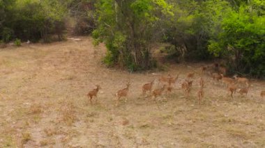 Aerial view of Wild spotted deer in their natural habitat. Sri Lanka.