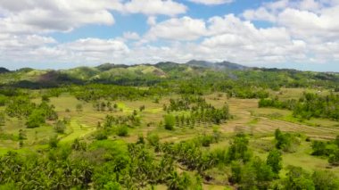 Tropikal manzara: Tropikal bitki örtüsüyle kaplı pirinç tarlaları ve tepeler. Bohol, Filipinler.