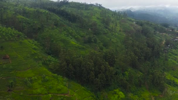 Aerial View Green Tea Plantations Mountainous Province Sri Lanka Tea — Stockvideo
