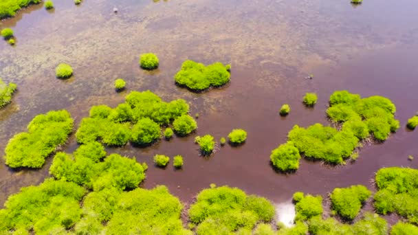 Tropikal Bir Adada Bataklık Bir Bölgede Mangrovlar Mangrove Manzarası Mindanao — Stok video