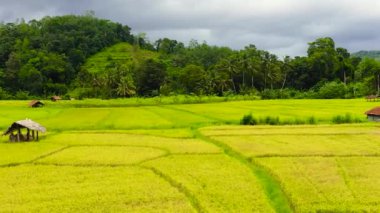 Olgunlaşmış ekinleri olan yeşil pirinç tarlaları. Sri Lanka 'da tarım manzarası.
