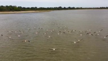 Top view of flock of wild pelicans flies over the lake. Sri Lanka.