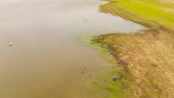 Aerial View Lake Wild Birds Nature Reserve Sri Lanka Panama — Stockvideo