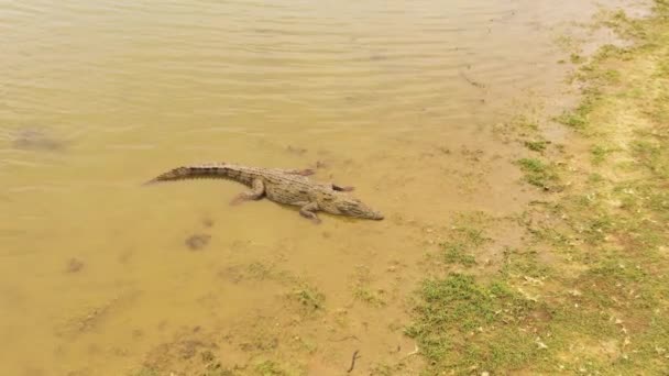 Top View Crocodiles Shallows Lake Natural Habitat Sri Lanka Panama — Vídeo de Stock
