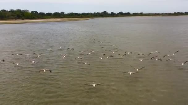 野生のペリカンの群れのトップビューは 湖の上を飛ぶ スリランカ — ストック動画