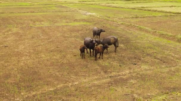 Luftaufnahme Einer Büffel Und Bullenherde Die Nach Der Ernte Auf — Stockvideo