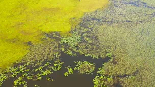 Aerial Drone Wetland Area Vegetation Plants Sri Lanka — Stockvideo