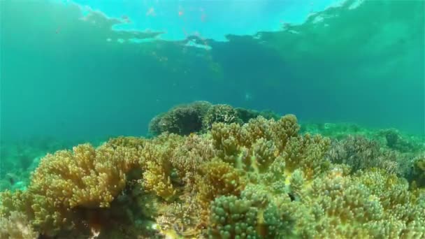 Podvodní Rybí Útes Korálové Útesy Seascape Pod Vodou Filipíny — Stock video