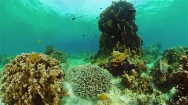 Mercan resifi balık sahnesi. Tropik sualtı balığı. Renkli tropikal mercan resifi. Filipinler.