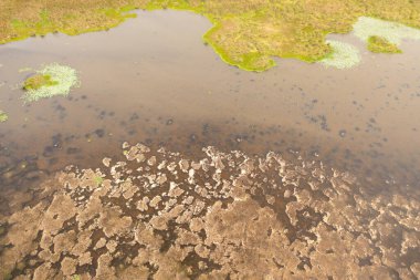 Aerial drone of surface of a lake or swamp with aquatic vegetation in Sri Lanka.