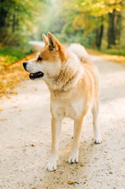 Akita Inu 'nun sonbaharda ormanda yaptığı portre. Akita, Shiba inu köpek cinsi. 1 yaşındaki yavru köpek..