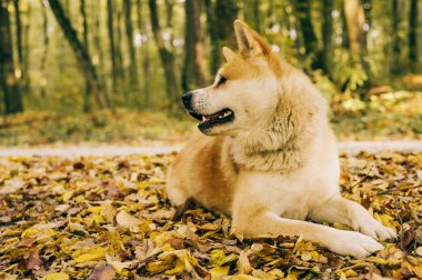 Akita Inu 'nun sonbaharda ormanda yaptığı portre. Akita, Shiba inu köpek cinsi. 1 yaşındaki yavru köpek..
