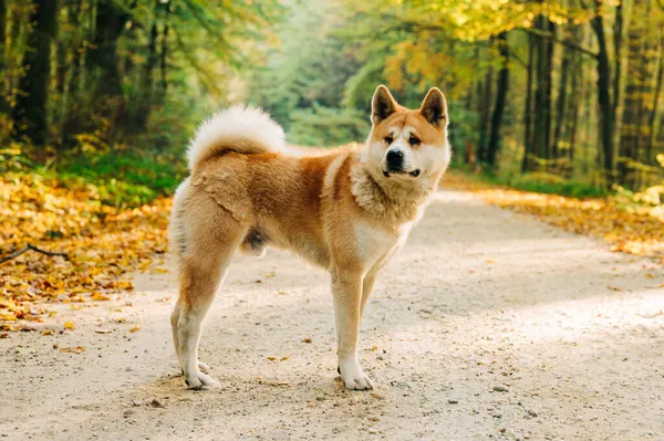 Akita Inu Porträtt Skogen Hösten Akita Shiba Inu Hundras Gammal — Stockfoto