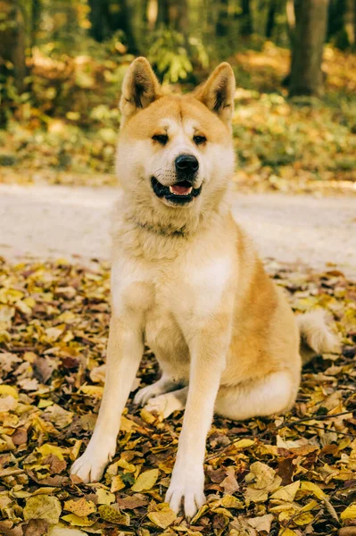 Retrato Akita Inu Bosque Durante Otoño Akita Raza Perros Shiba — Foto de Stock