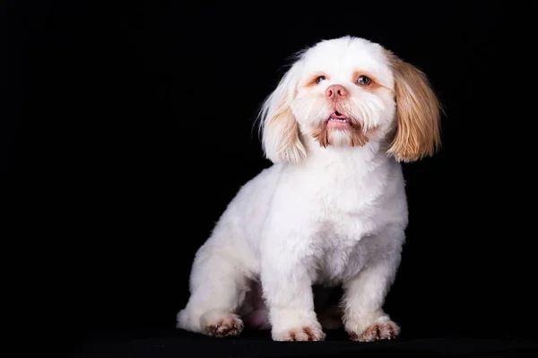 Portret Psa Shi Tzu Studiu Fotograficznym Cute Mały Piesek Szczeniak — Zdjęcie stockowe