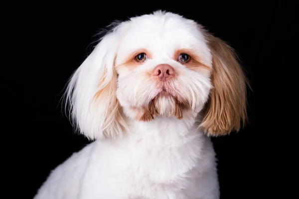Retrato Perro Shi Tzu Estudio Fotografía Lindo Cachorro Pequeño Perro — Foto de Stock