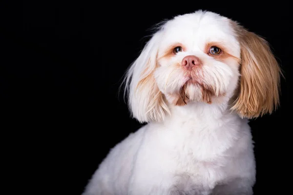 Portret Psa Shi Tzu Studiu Fotograficznym Cute Mały Piesek Szczeniak — Zdjęcie stockowe