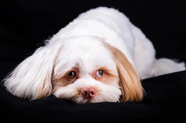 Portret Psa Shi Tzu Studiu Fotograficznym Cute Mały Piesek Szczeniak — Zdjęcie stockowe