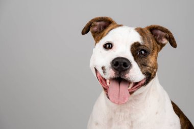 American Stafford Terrier köpek portresi stüdyonun arka planında izole edildi. Ev köpeği fotoğrafçılığı konsepti. Mutlu köpek pozu.