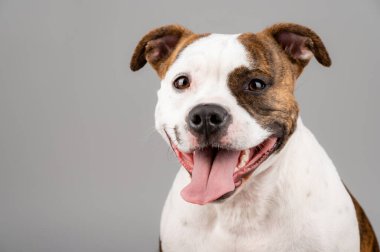 American Stafford Terrier köpek portresi stüdyonun arka planında izole edildi. Ev köpeği fotoğrafçılığı konsepti. Mutlu köpek pozu.