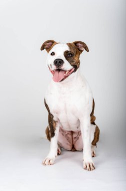 American Stafford Terrier köpek portresi stüdyonun arka planında izole edildi. Ev köpeği fotoğrafçılığı konsepti. Mutlu köpek pozu.
