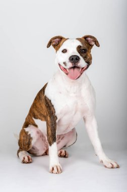 American Stafford Terrier köpek portresi stüdyonun arka planında izole edildi. Ev köpeği fotoğrafçılığı konsepti. Mutlu köpek pozu.