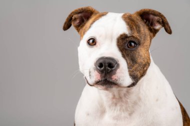 American Stafford Terrier köpek portresi stüdyonun arka planında izole edildi. Ev köpeği fotoğrafçılığı konsepti. Mutlu köpek pozu.
