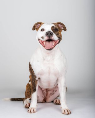 American Stafford Terrier köpek portresi stüdyonun arka planında izole edildi. Ev köpeği fotoğrafçılığı konsepti. Mutlu köpek pozu.