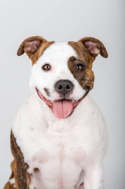 American Stafford Terrier köpek portresi stüdyonun arka planında izole edildi. Ev köpeği fotoğrafçılığı konsepti. Mutlu köpek pozu.
