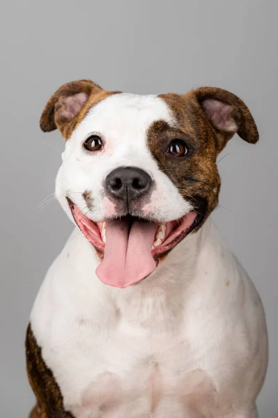 Amerykański Portret Psa Stafforda Terriera Odizolowany Tle Studia Koncepcja Fotografii — Zdjęcie stockowe