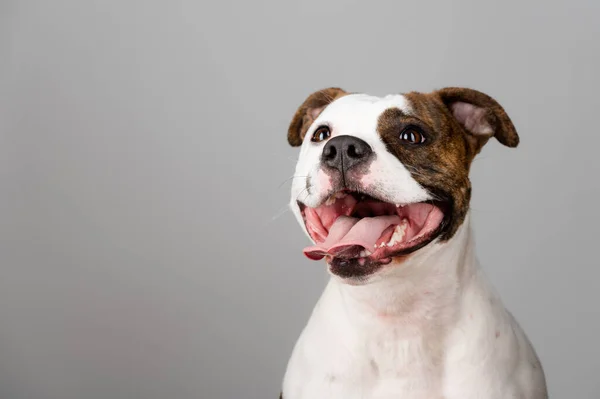 American Stafford Terrier Πορτρέτο Σκύλου Απομονώνονται Στο Παρασκήνιο Στο Στούντιο — Φωτογραφία Αρχείου