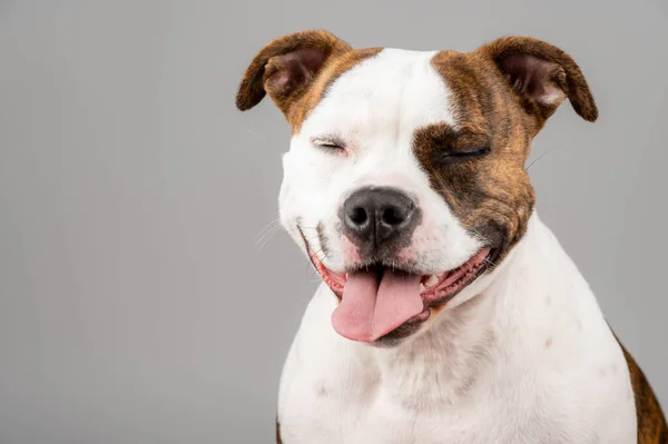 American Stafford Terrier Hund Porträtt Isolerad Bakgrunden Studion Inomhus Valp — Stockfoto