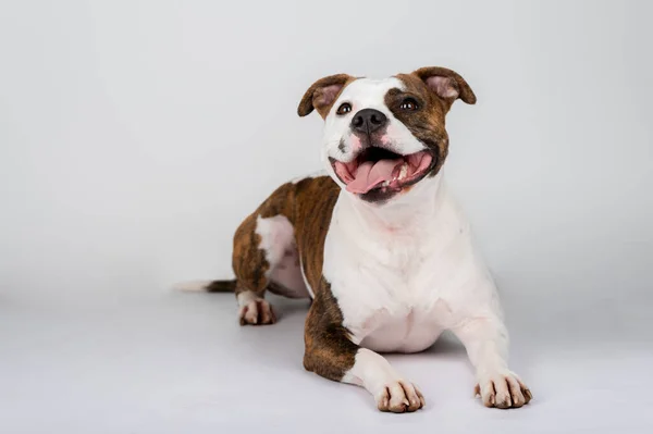 American Stafford Terrier Cão Retrato Isolado Fundo Estúdio Conceito Fotografia — Fotografia de Stock