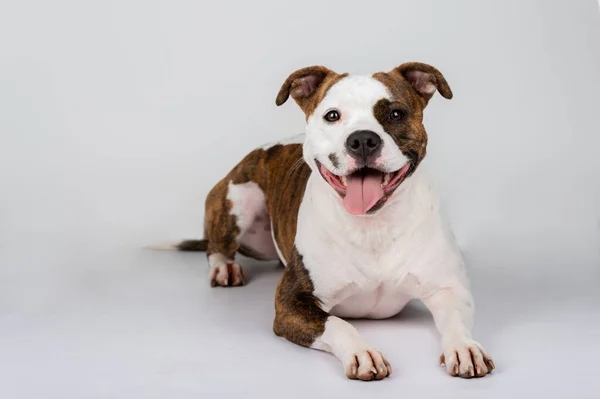 American Stafford Terrier Retrato Perro Aislado Fondo Estudio Concepto Fotografía —  Fotos de Stock