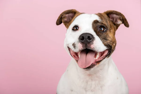 American Stafford Terrier Πορτρέτο Σκύλου Απομονώνονται Στο Παρασκήνιο Στο Στούντιο — Φωτογραφία Αρχείου