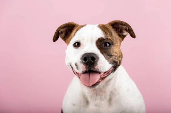 American Stafford Terrier Hund Porträtt Isolerad Bakgrunden Studion Inomhus Valp — Stockfoto