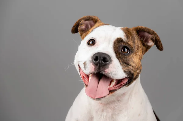 American Stafford Terrier Köpek Portresi Stüdyonun Arka Planında Izole Edildi Stok Fotoğraf