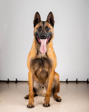 Belçika Malinois Shepard stüdyo portresi. Tarafsız zeminde izole edilmiş koruyucu köpek. Stüdyoda evcil hayvan fotoğraf çekimi. K9 eğitimli polis köpeği.