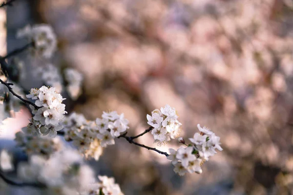 Foto de árvore florescente closeup na floresta ou parque. Bela natureza fundo Imagens Royalty-Free