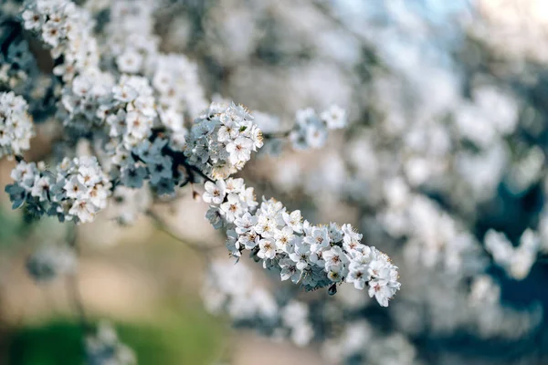 Foto de árvore florescente closeup na floresta ou parque. Bela natureza fundo Imagem De Stock