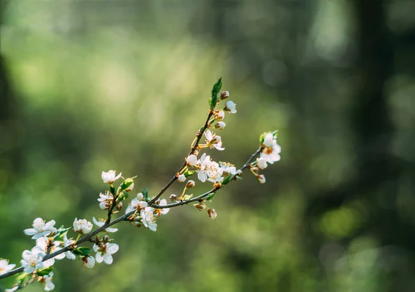 Foto de árvore florescente closeup na floresta ou parque. Bela natureza fundo Fotografia De Stock