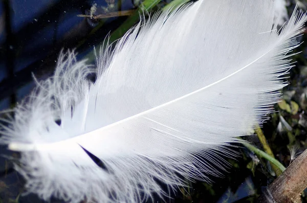 White Bird Feather Natural Surroundings — Stock Photo, Image