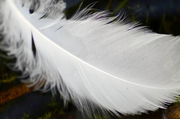Blanco Pluma Pájaro Entorno Natural —  Fotos de Stock